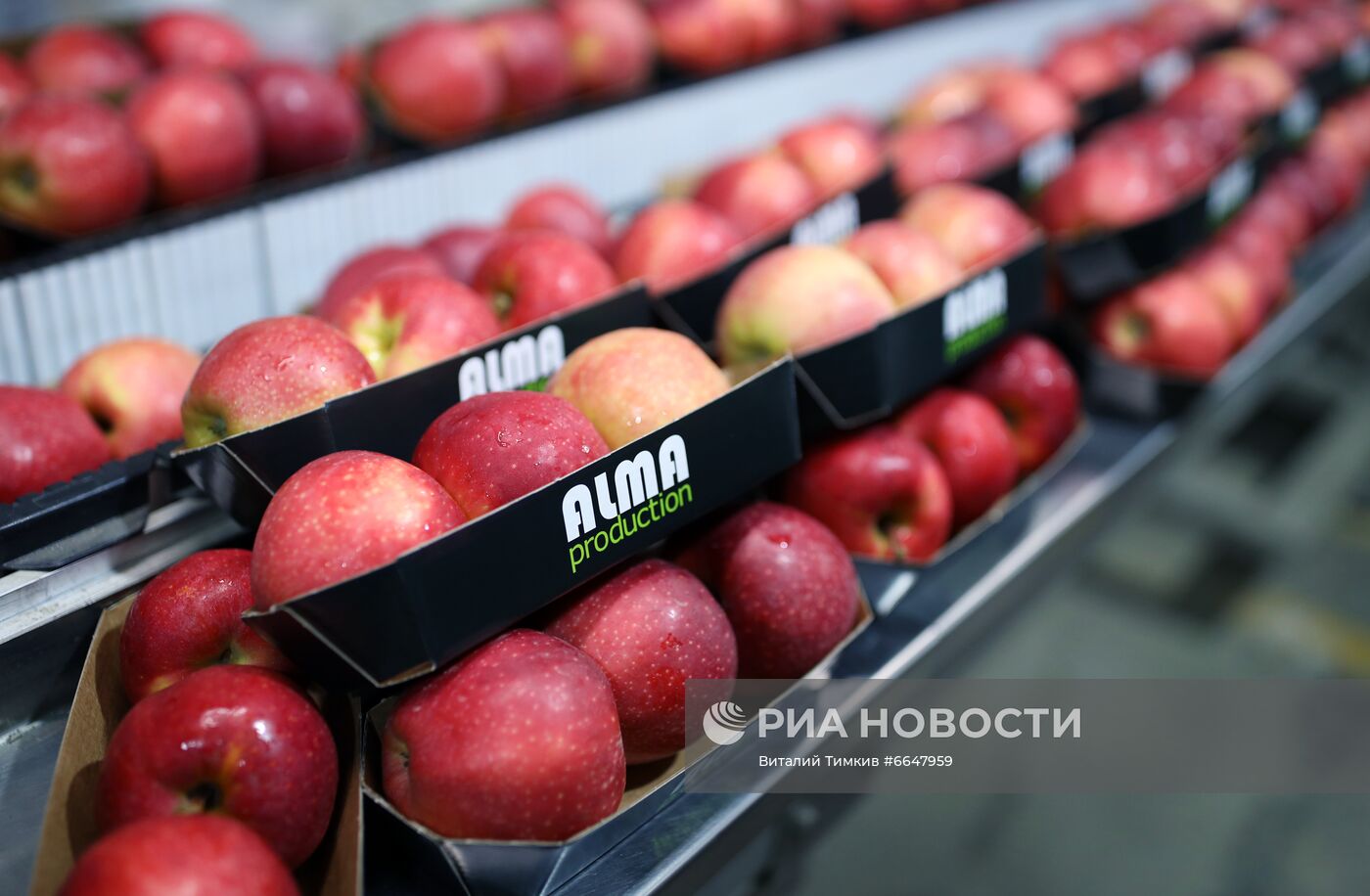 Сбор яблок в Краснодарском крае