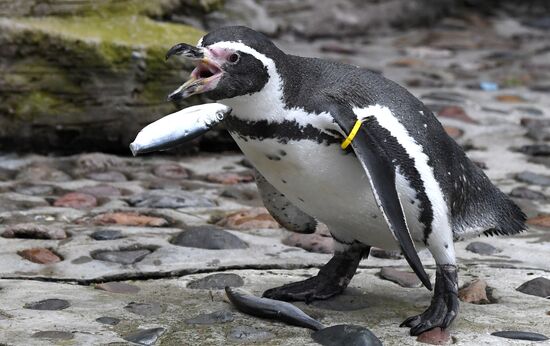 Пингвины Гумбольдта в красноярском зоопарке