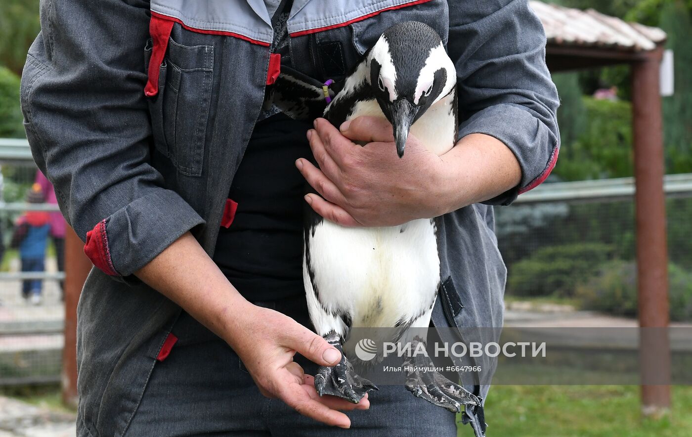 Пингвины Гумбольдта в красноярском зоопарке
