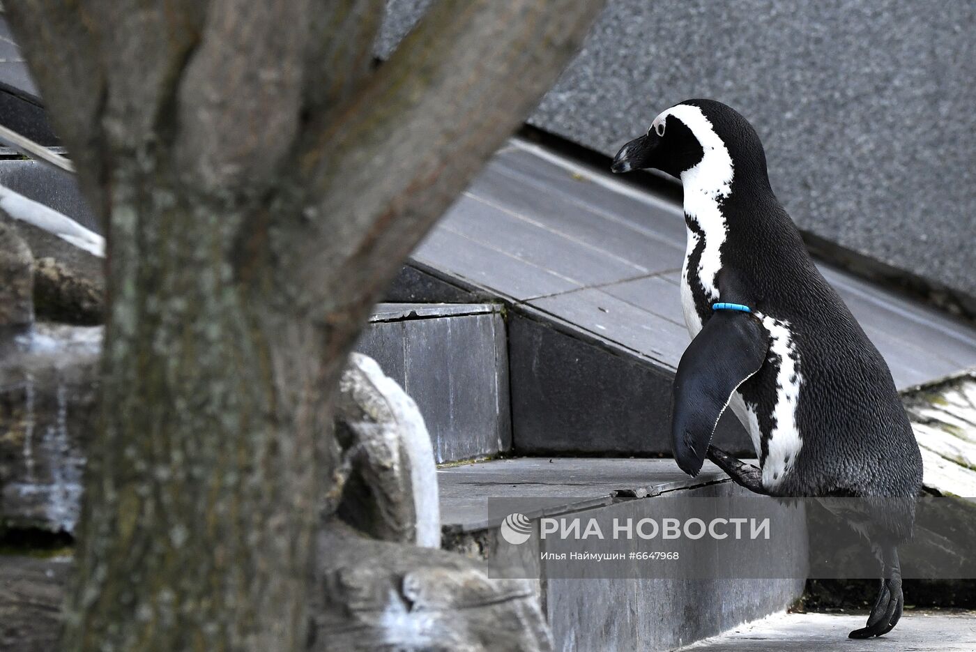 Пингвины Гумбольдта в красноярском зоопарке