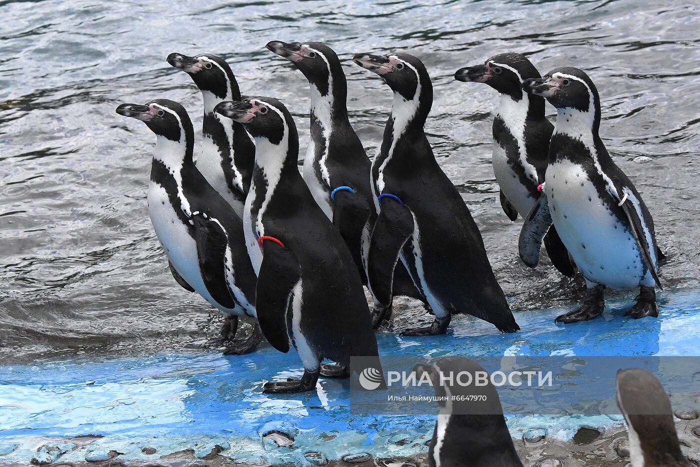 Пингвины Гумбольдта в красноярском зоопарке