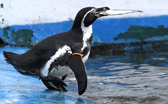Пингвины Гумбольдта в красноярском зоопарке