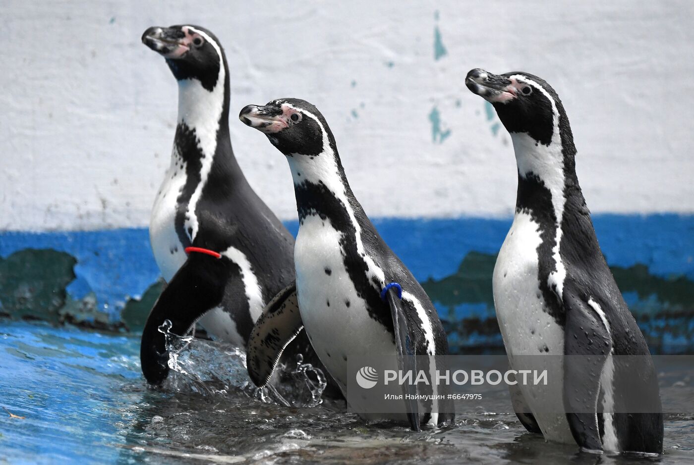 Пингвины Гумбольдта в красноярском зоопарке
