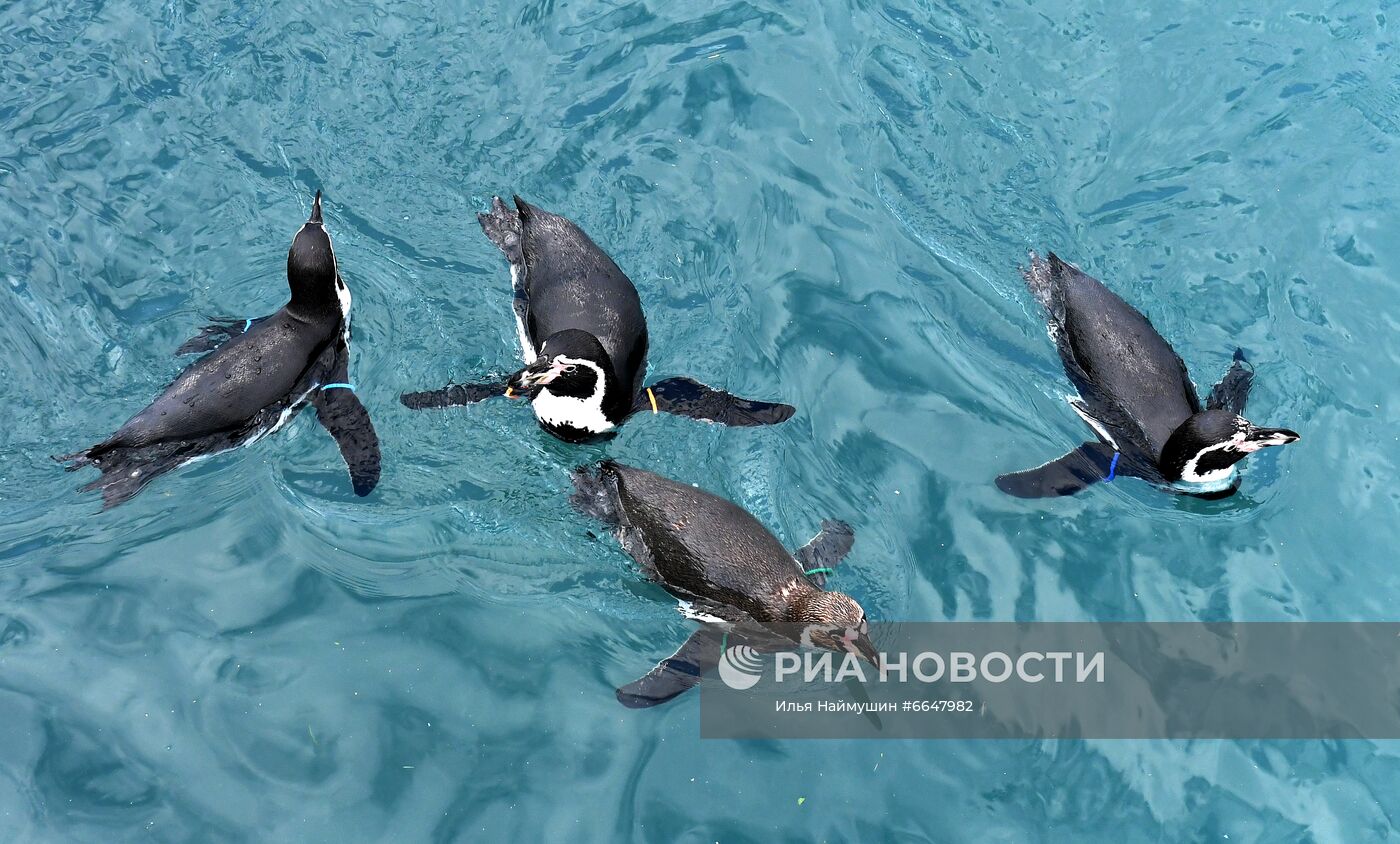 Пингвины Гумбольдта в красноярском зоопарке