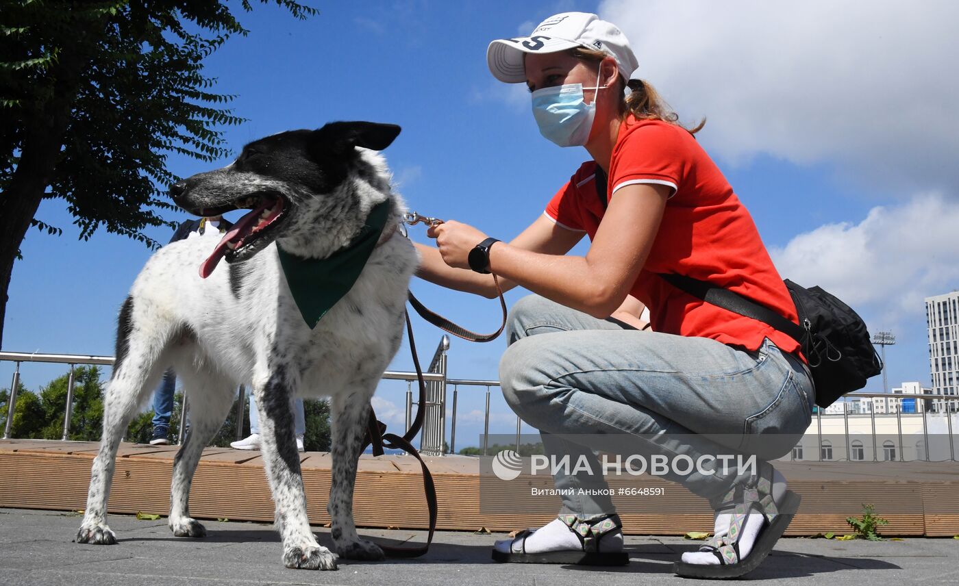 Акция помощи бездомным животным во Владивостоке