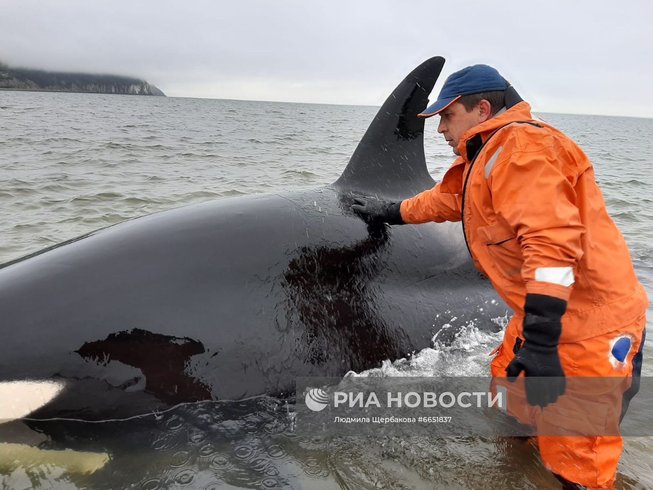 Спасение детёныша косатки в бухте Гертнера