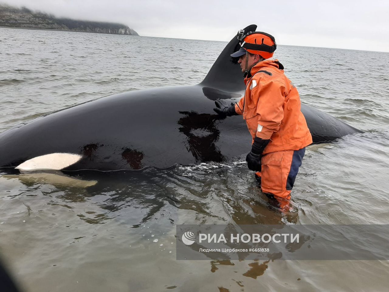 Спасение детёныша косатки в бухте Гертнера