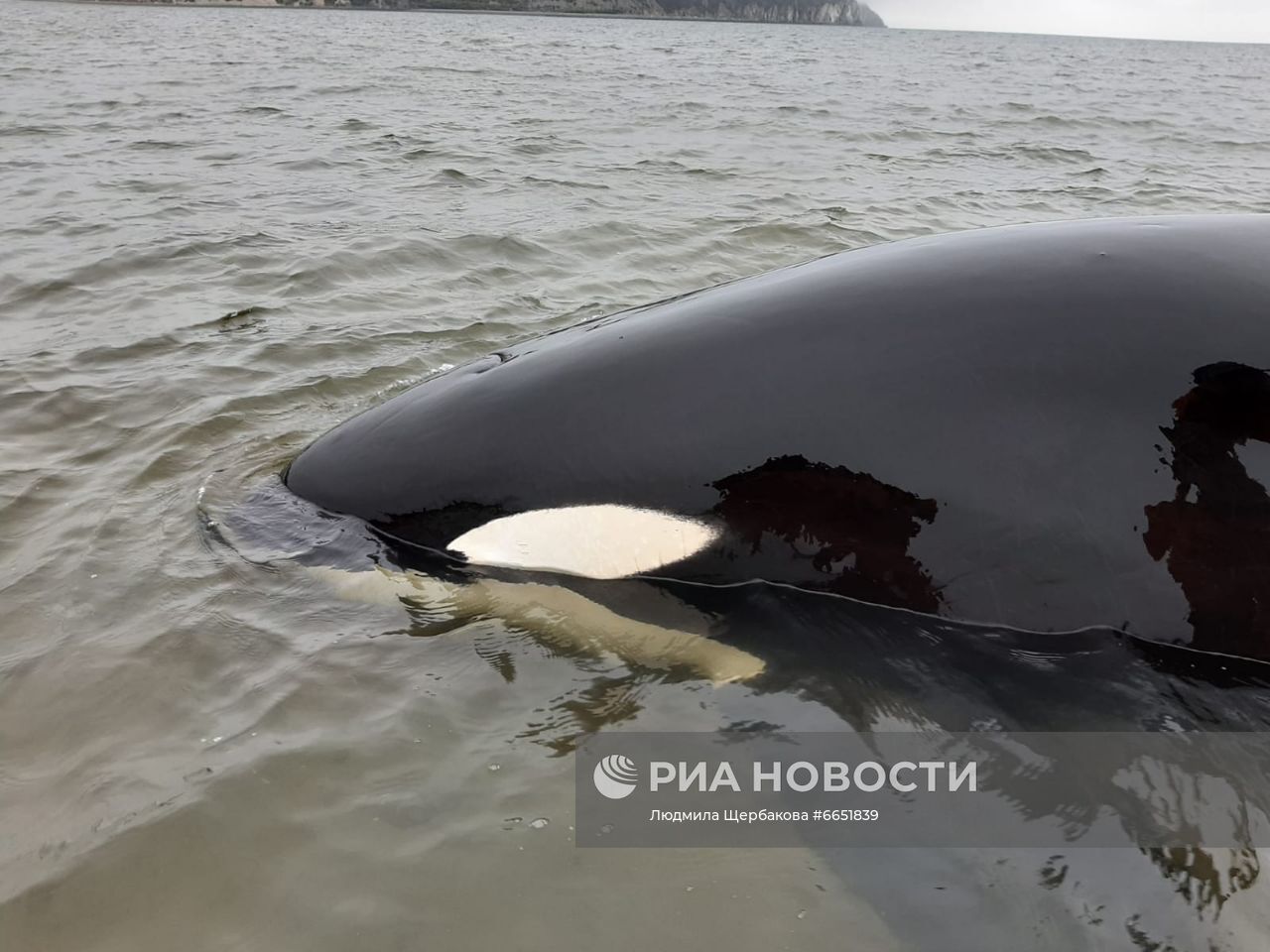 Спасение детёныша косатки в бухте Гертнера