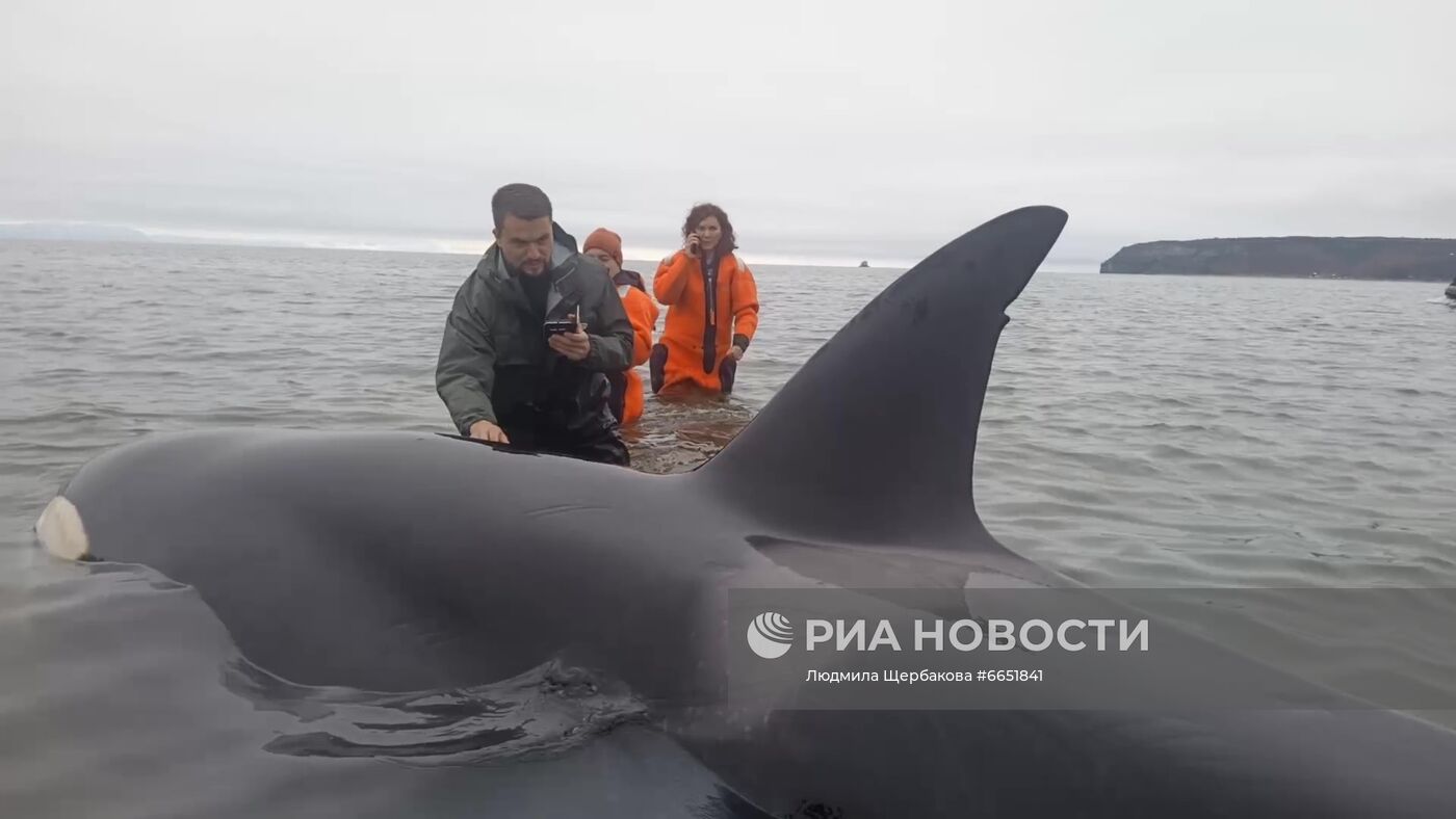 Спасение детёныша косатки в бухте Гертнера