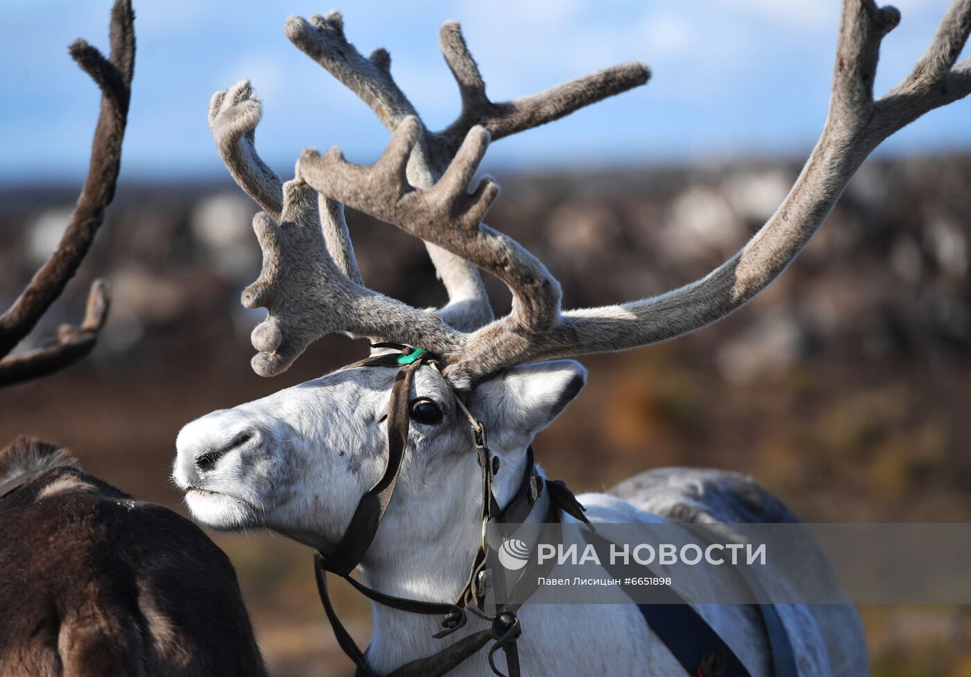 Регионы России. Ямало-Ненецкий автономный округ