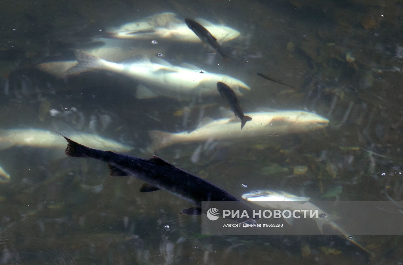 Рыбная ловля на острове Сахалин