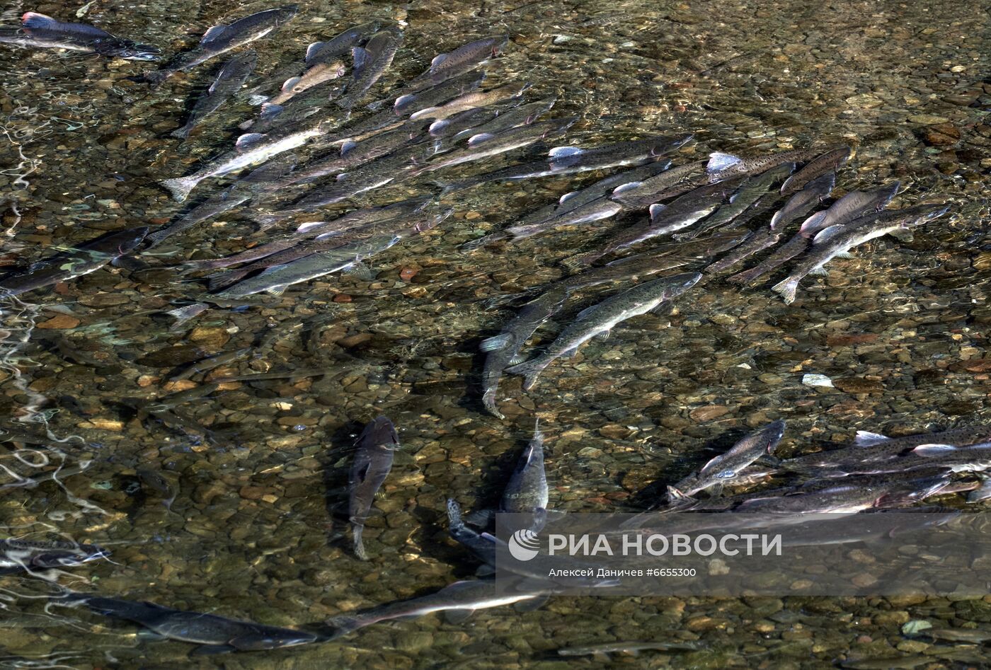 Рыбная ловля на острове Сахалин