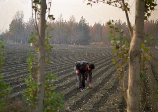 Лесное хозяйство Ферганской области