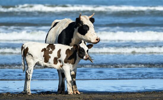 Регионы России. Сахалин