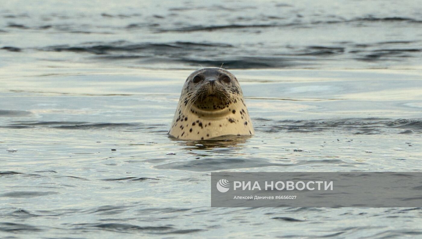 Регионы России. Сахалин