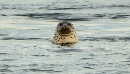 Регионы России. Сахалин