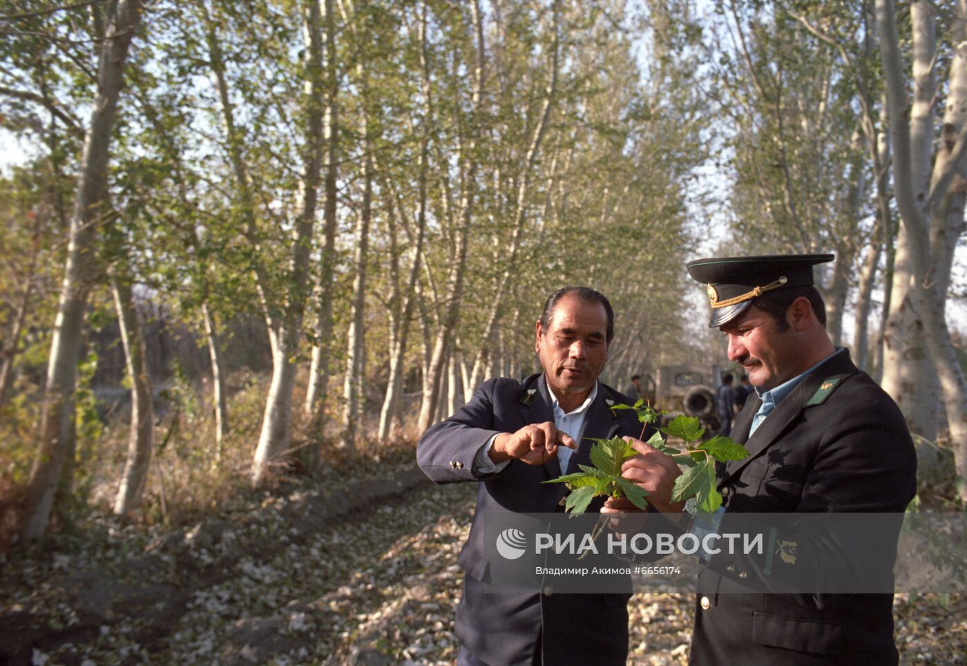 Лесное хозяйство Ферганской области