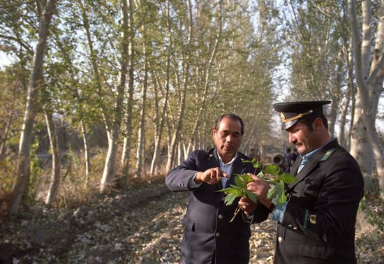 Лесное хозяйство Ферганской области