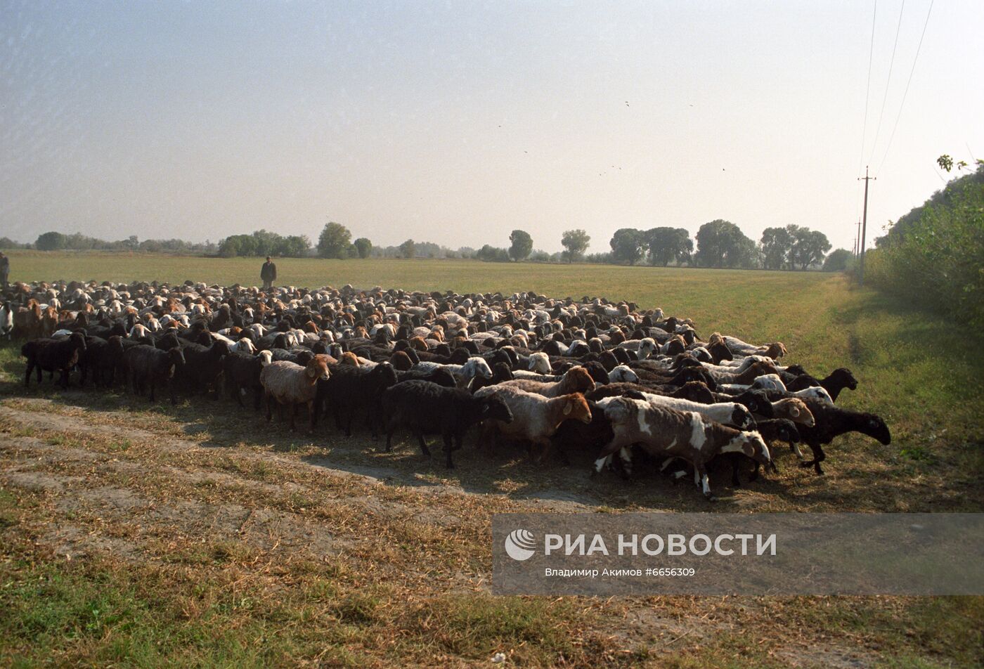 Подсобное хозяйство Кокандского масложирового комбината