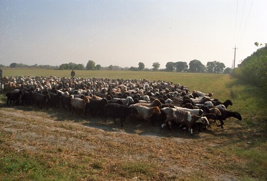 Подсобное хозяйство Кокандского масложирового комбината