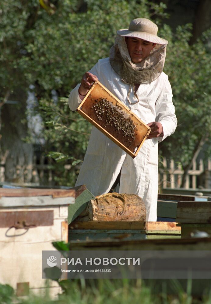 Пасека Кокандского масложирового комбината