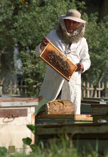 Пасека Кокандского масложирового комбината