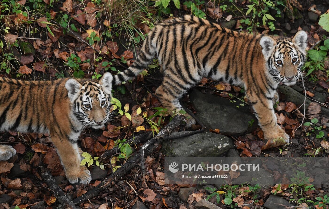 Амурские тигрята в Приморском сафари-парке