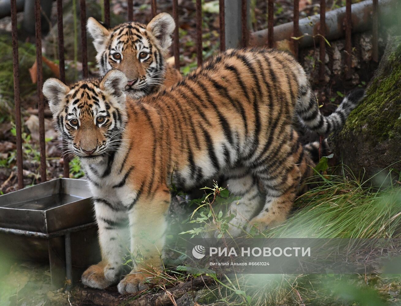 Амурские тигрята в Приморском сафари-парке