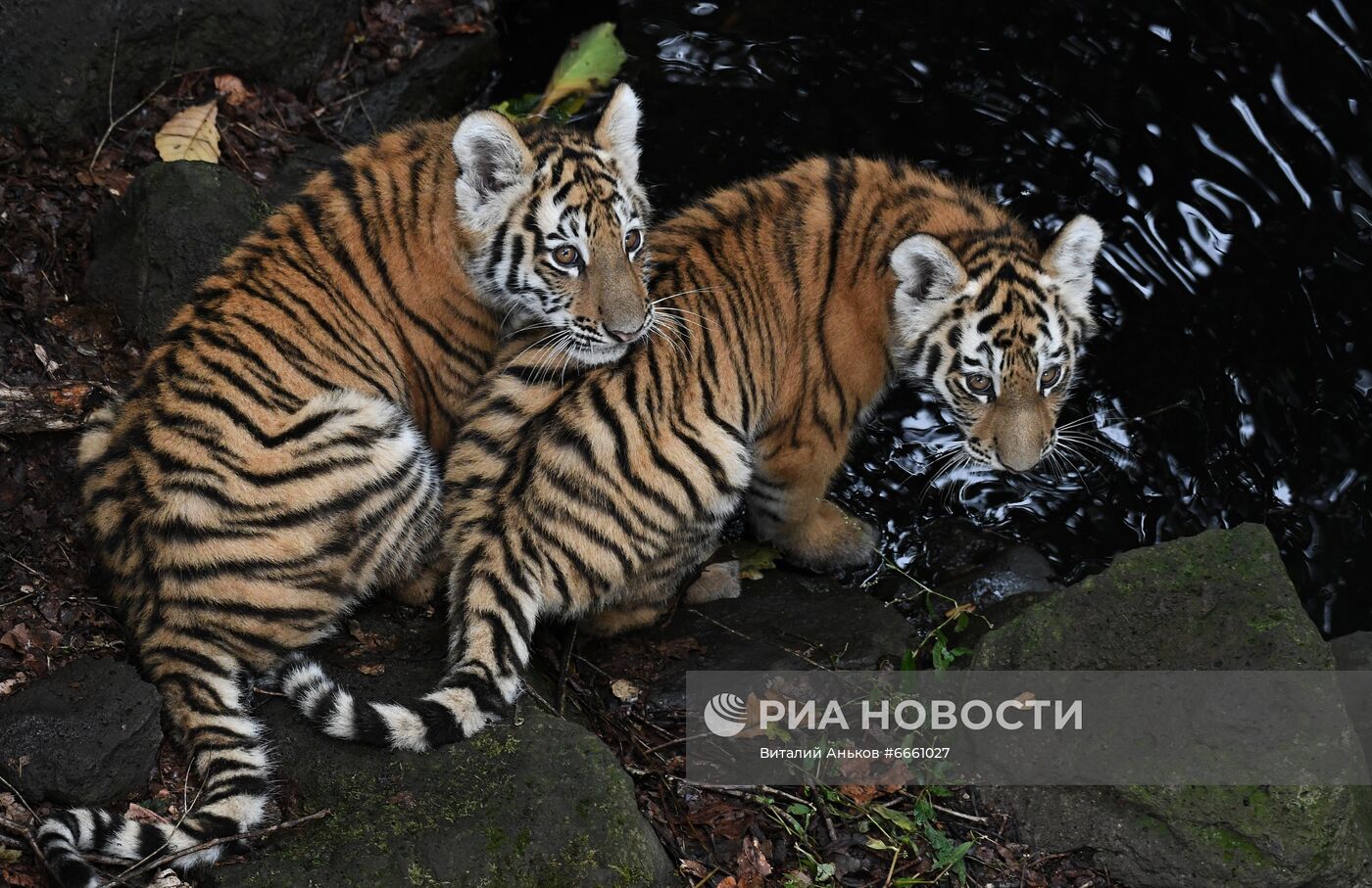 Амурские тигрята в Приморском сафари-парке