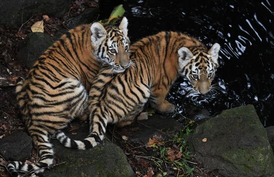Амурские тигрята в Приморском сафари-парке
