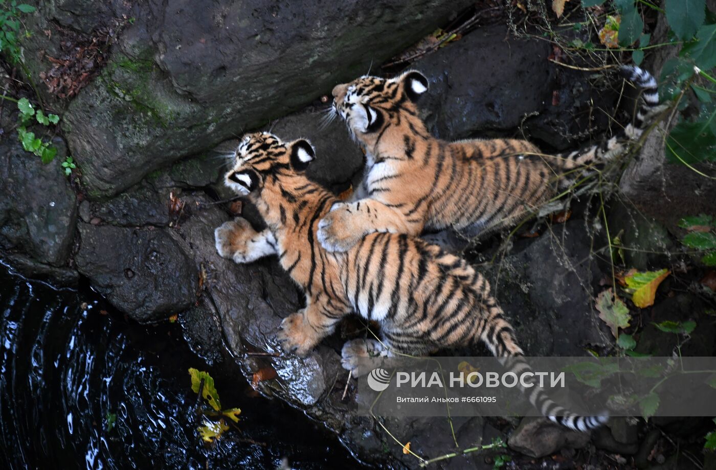 Амурские тигрята в Приморском сафари-парке