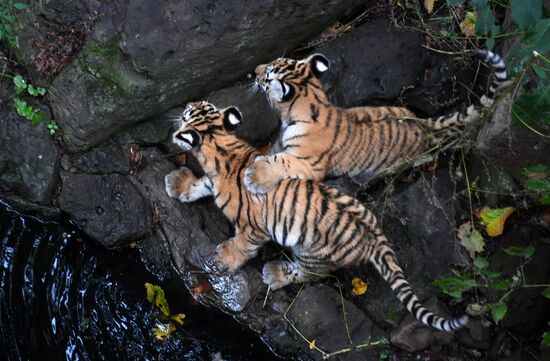Амурские тигрята в Приморском сафари-парке