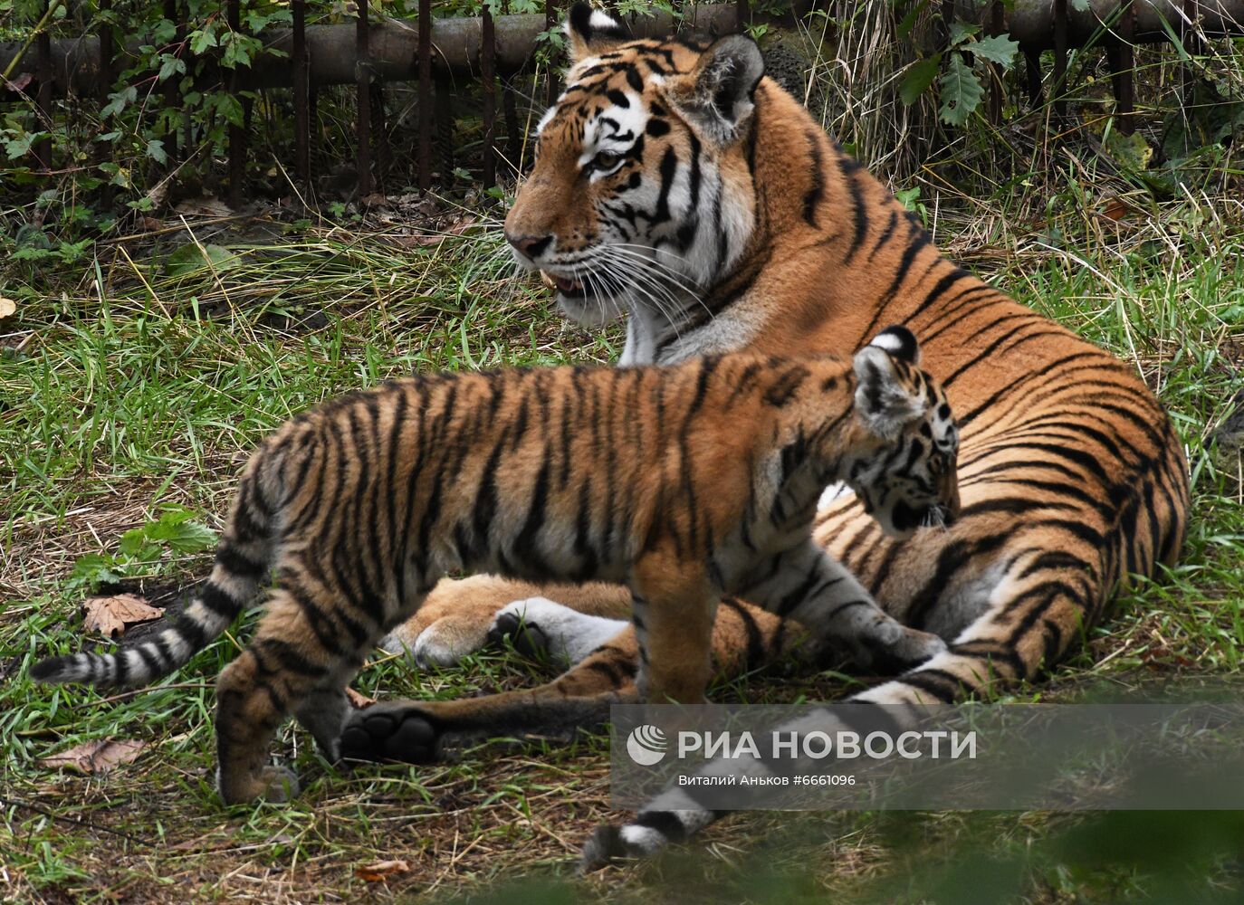 Амурские тигрята в Приморском сафари-парке