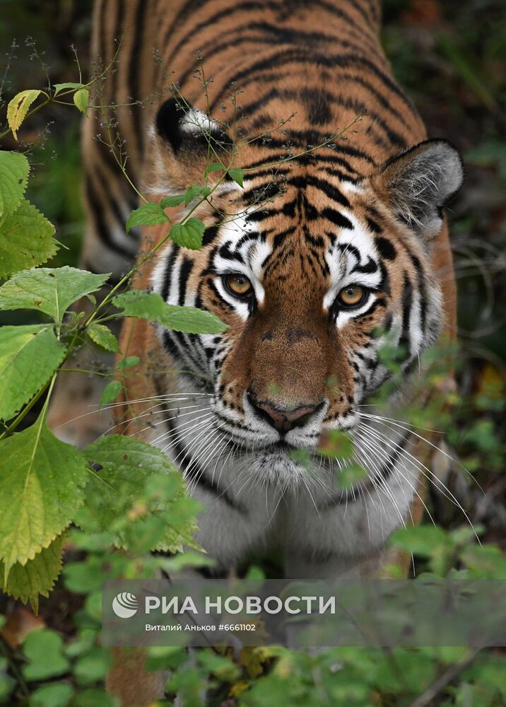 Амурские тигрята в Приморском сафари-парке