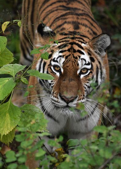 Амурские тигрята в Приморском сафари-парке
