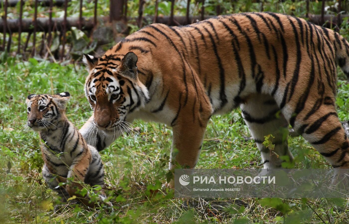 Амурские тигрята в Приморском сафари-парке