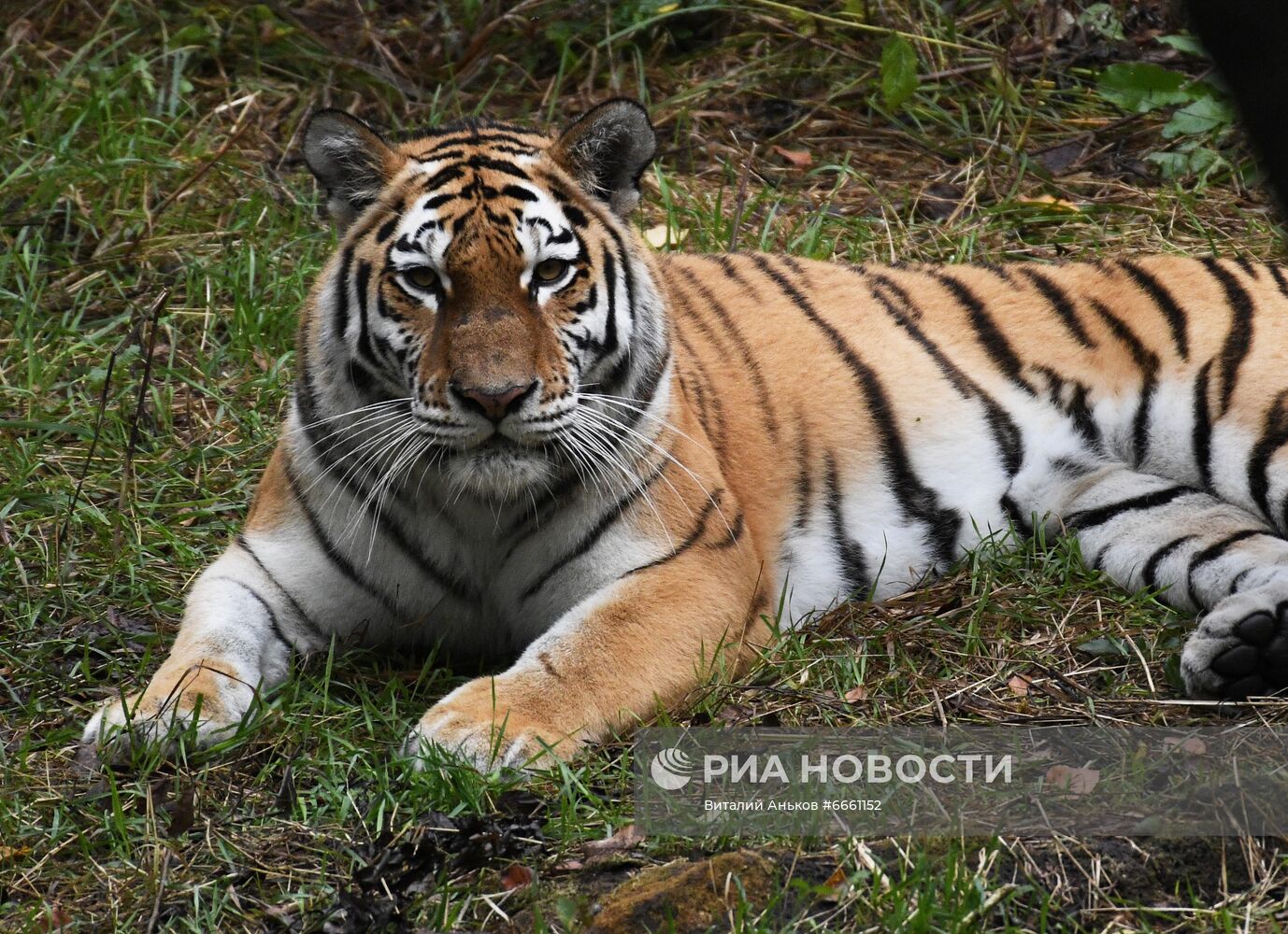 Амурские тигрята в Приморском сафари-парке