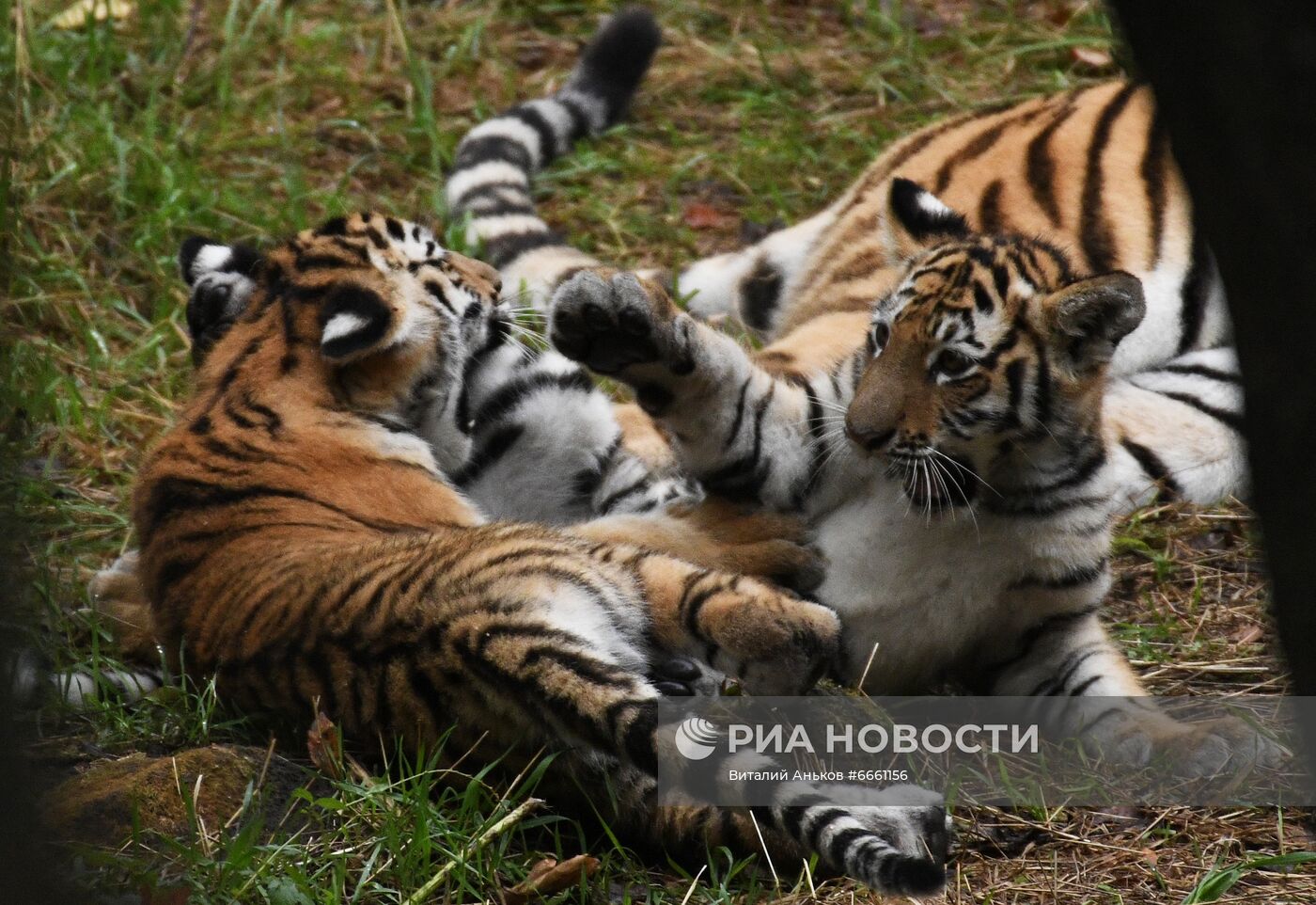 Амурские тигрята в Приморском сафари-парке