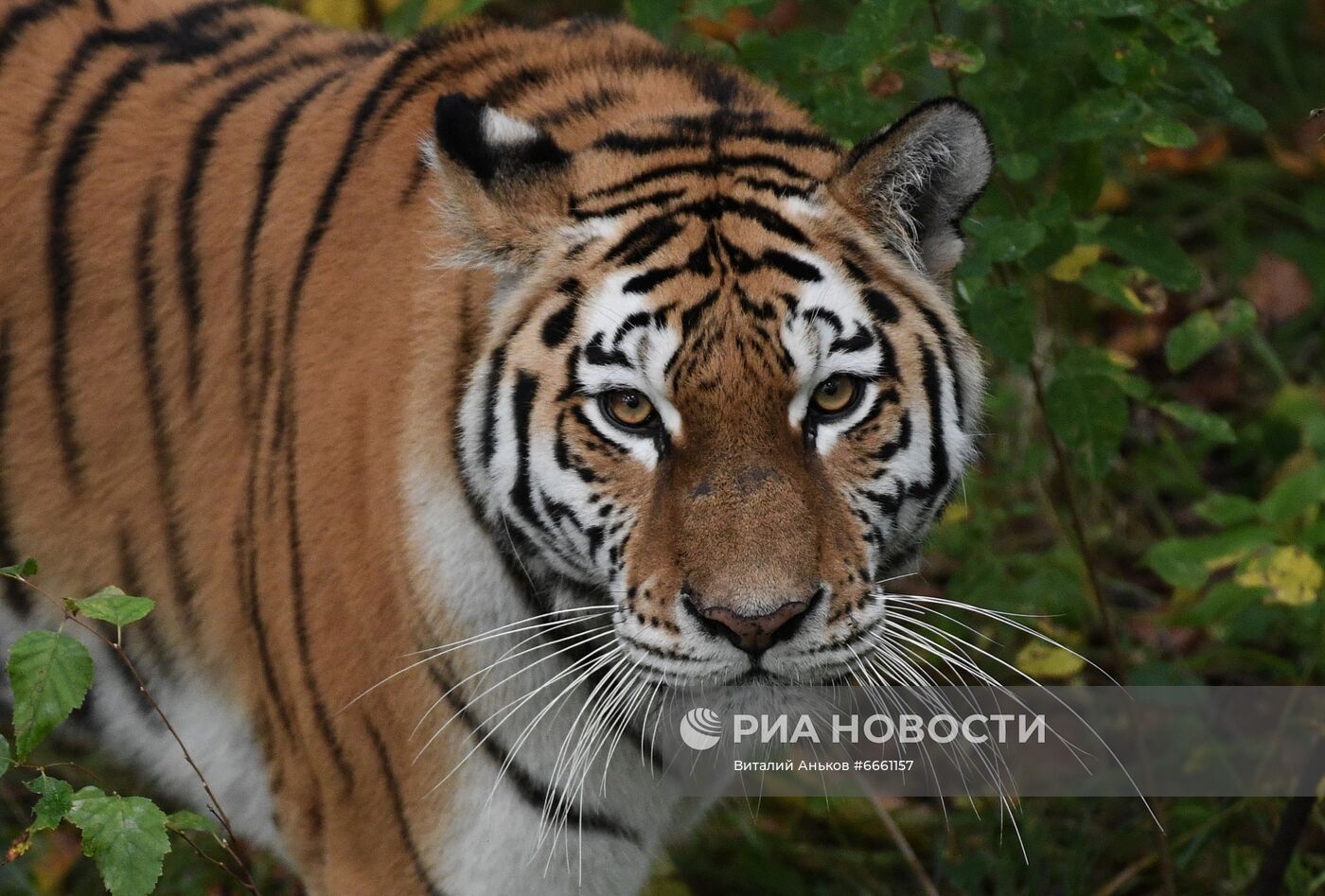 Амурские тигрята в Приморском сафари-парке