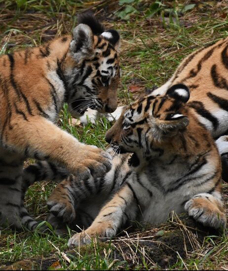 Амурские тигрята в Приморском сафари-парке