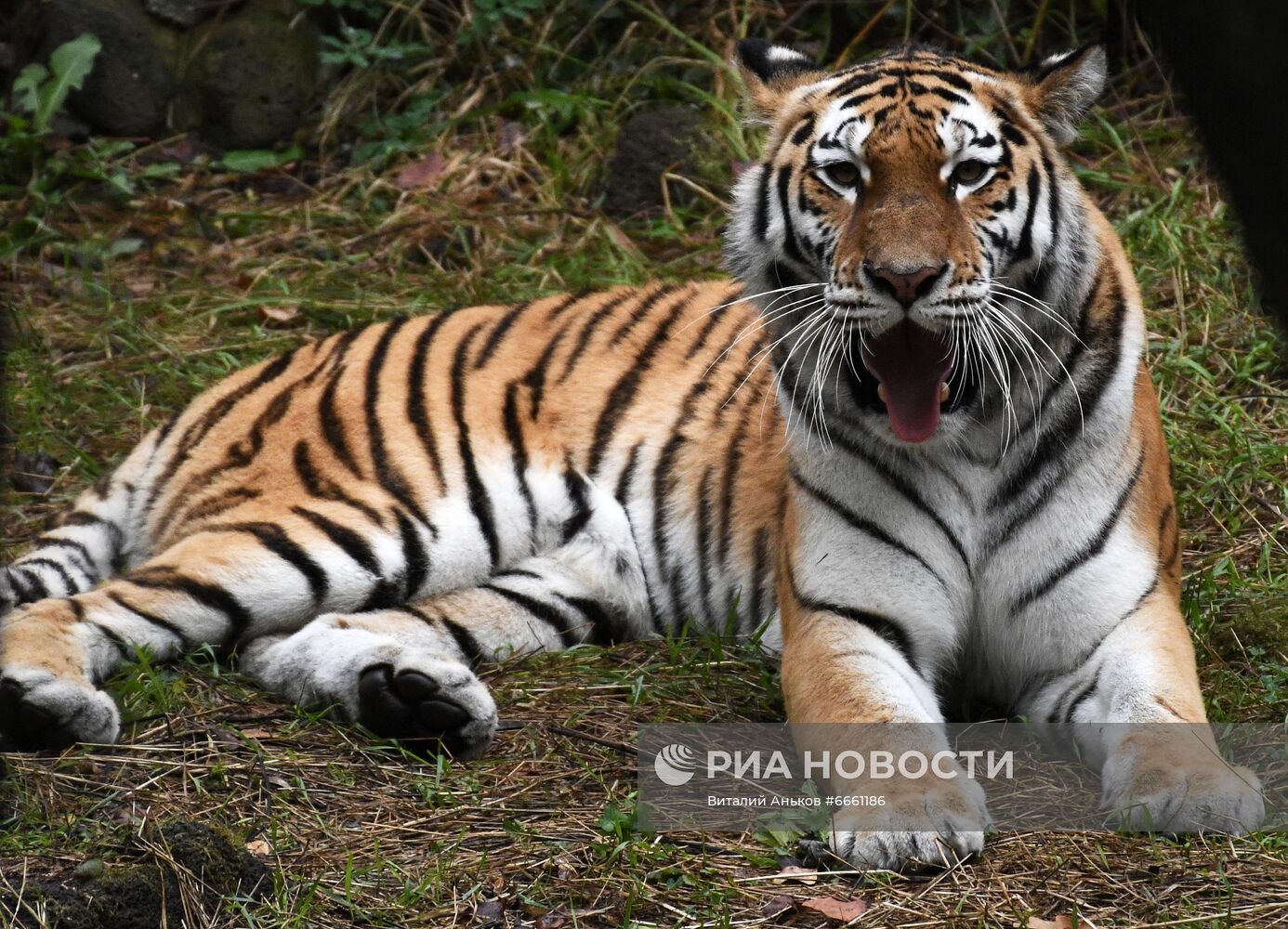 Амурские тигрята в Приморском сафари-парке
