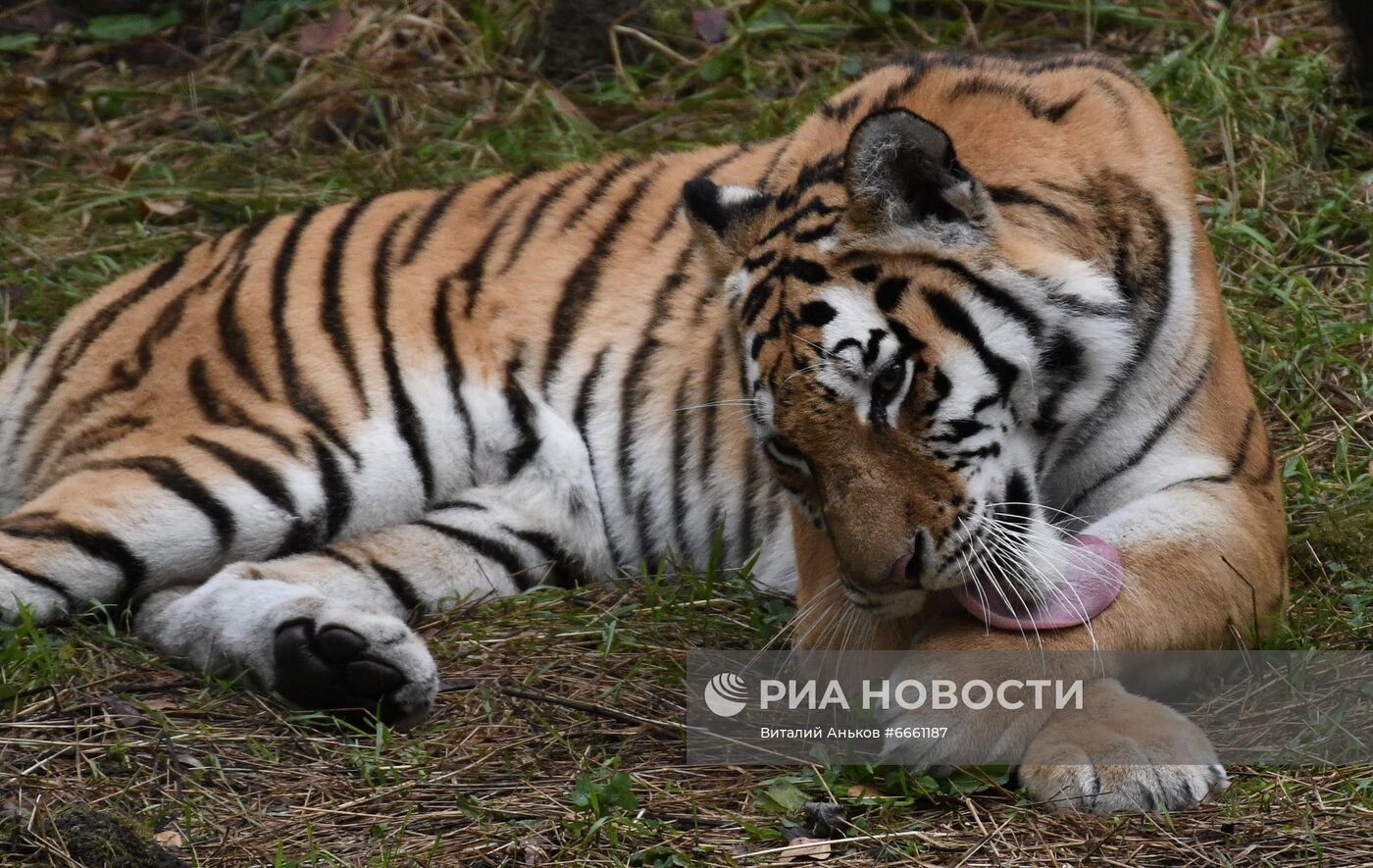 Амурские тигрята в Приморском сафари-парке
