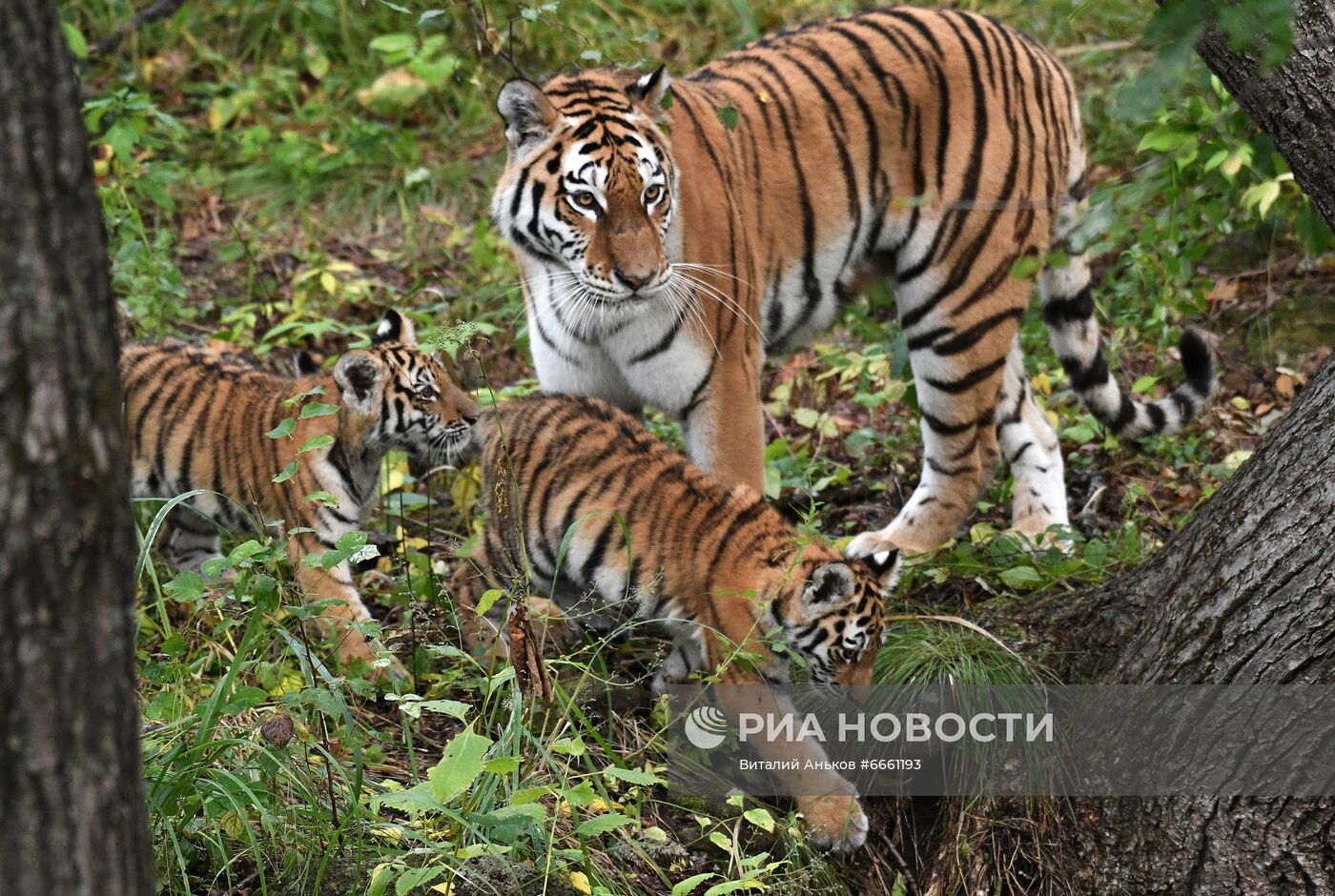Амурские тигрята в Приморском сафари-парке