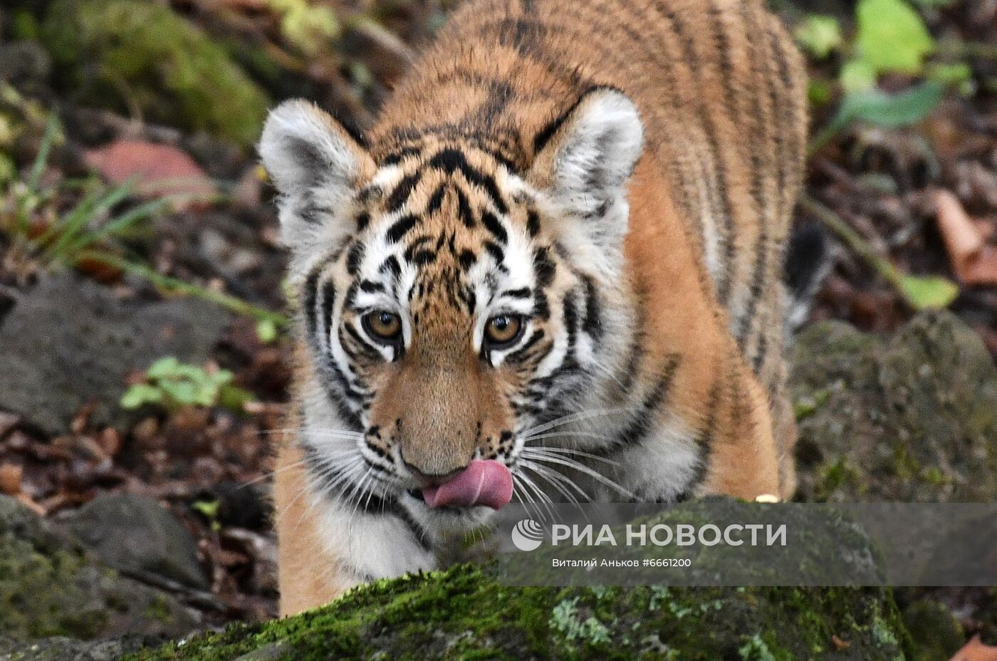 Амурские тигрята в Приморском сафари-парке