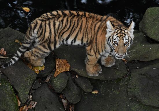 Амурские тигрята в Приморском сафари-парке