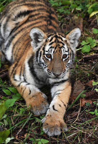 Амурские тигрята в Приморском сафари-парке