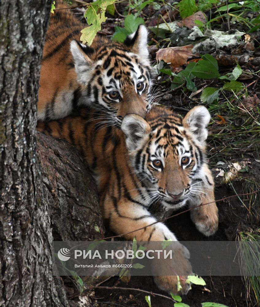 Амурские тигрята в Приморском сафари-парке