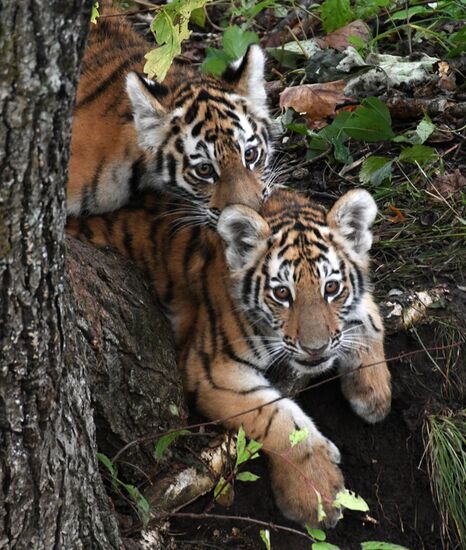 Амурские тигрята в Приморском сафари-парке