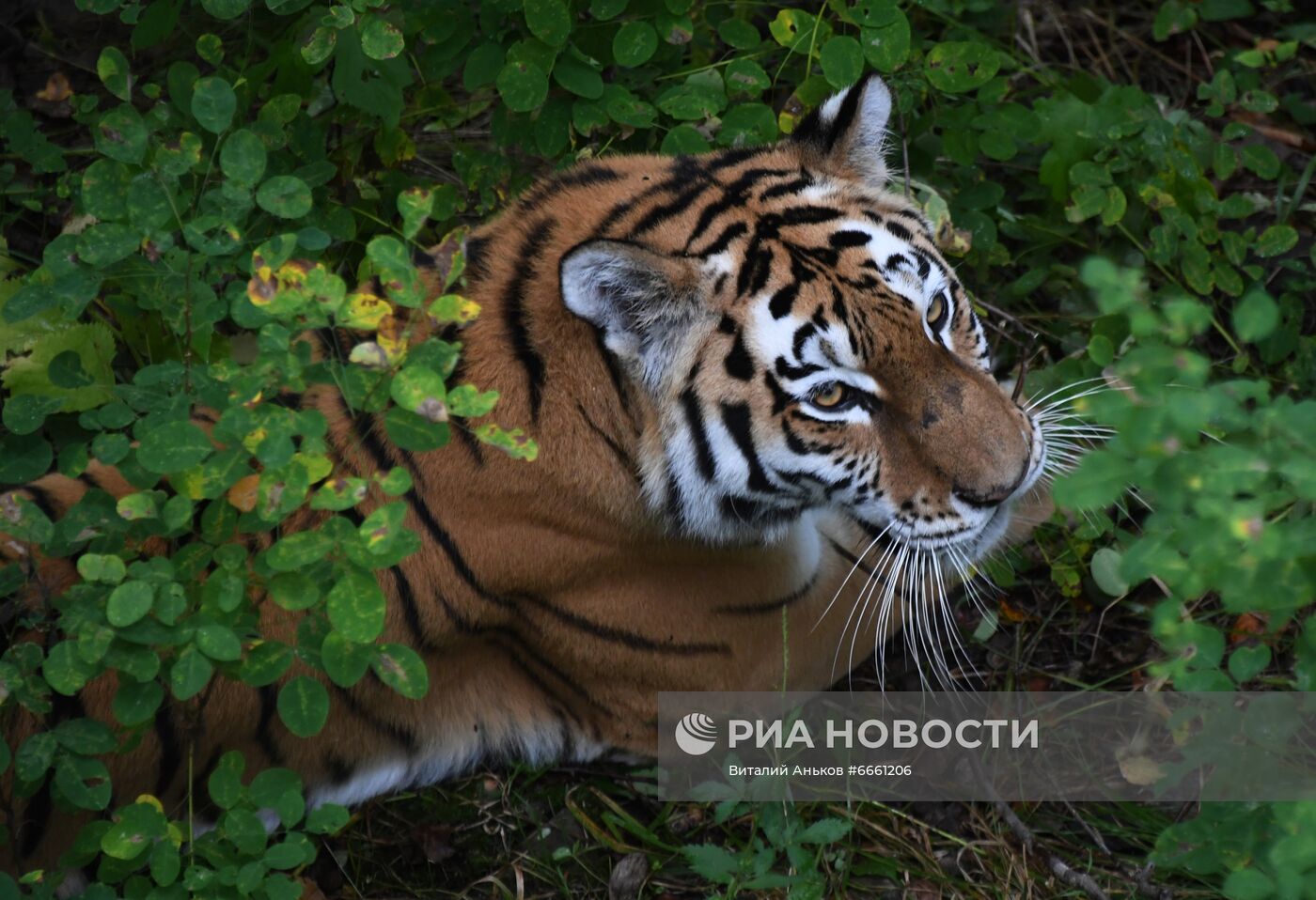 Амурские тигрята в Приморском сафари-парке