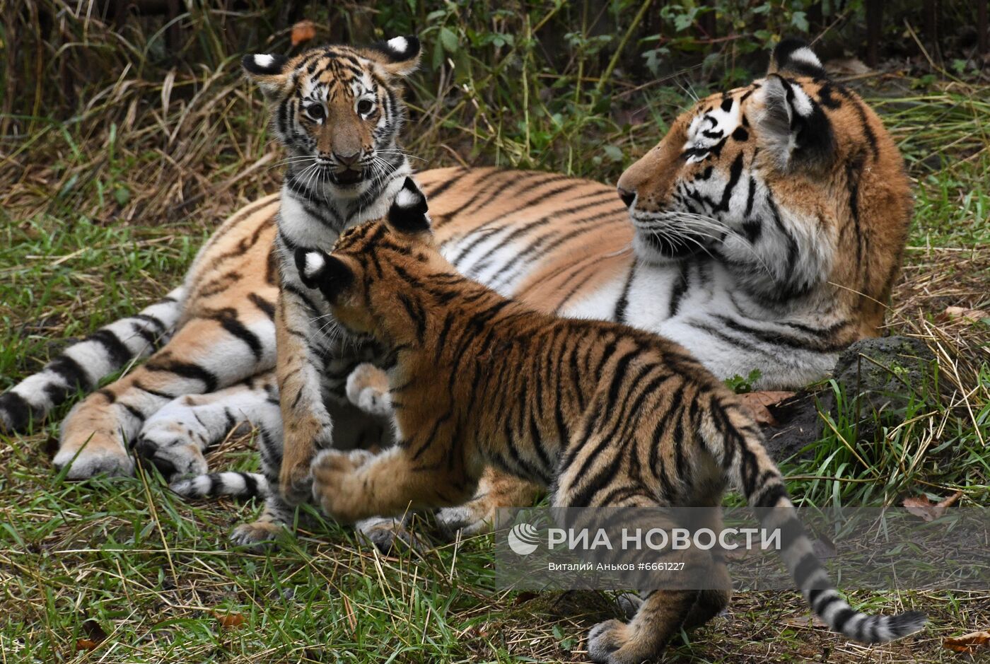 Амурские тигрята в Приморском сафари-парке